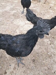 Ayam cemani