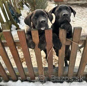 Cane Corso