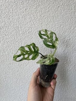 Monstera Frozen Freckles