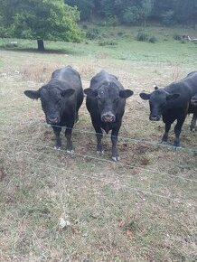 Býk aberdeen angus - 1