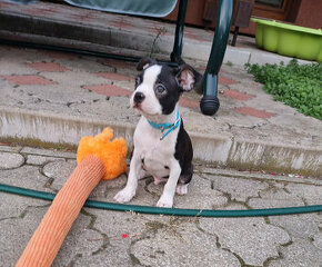 Boston terier,Bostonský terier,Boston terrier