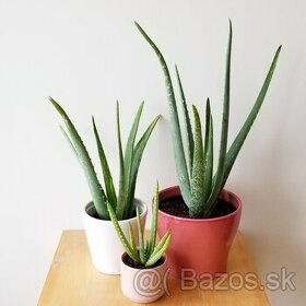 Predám Predám-Aloe vera rastlinku - 1