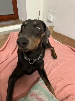 Darujem dobermana – sučka, modrý doberman