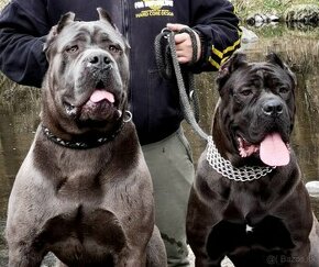 Cane Corso s PP