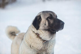 Kangal na krytie s PP - 1