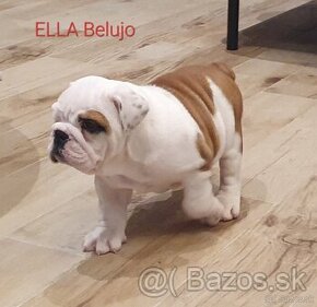 Anglický bulldog s PP