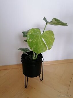 Monstera thai constalation