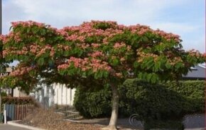 80-120 cm Albizia Julibrissin - Albízia ružová