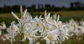 Cibuľky ľalie biele liečivé -lilium candidum.