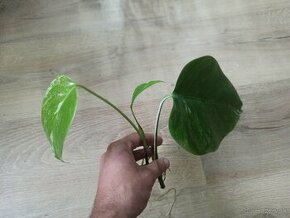 Monstera Albo Variegata - vrchol