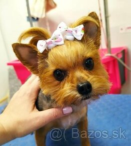 Yorkshire terrier