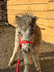 Mini shetland žrebček "PABLO"