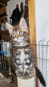 Mainská mývalia mačka / maine coon s rodokmeň