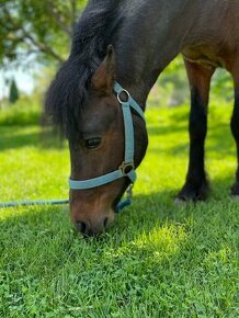 Predam Pony Valach žrebec