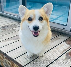 Corgi Pembroke - krásne šteniatka - 1