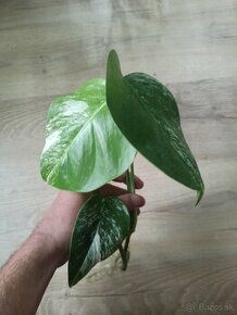 Monstera Albo Variegata - vrchol