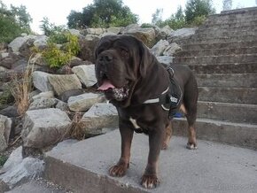 Cane Corso krytie