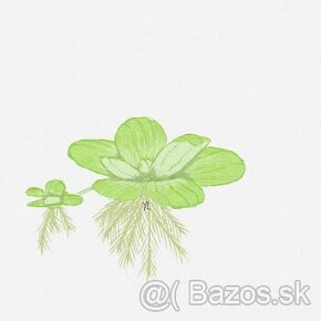 %%%%%%%%----Pistia stratiotes---%%%%%%%%%%