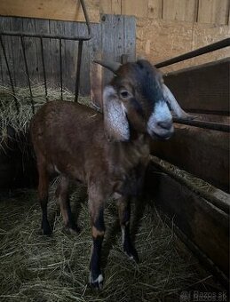 Predám anglonubijske kozy