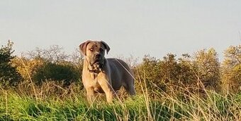 Cane Corso s PP (FCI) - fenka