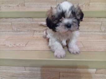 Shi tzu