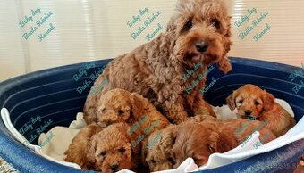 Cockapoo Cavapoo Maltipoo