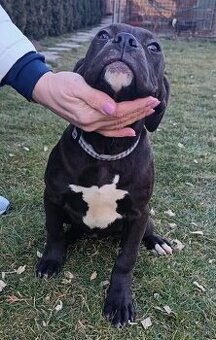 J&K bullys "ponúkame na predaj American bully XL