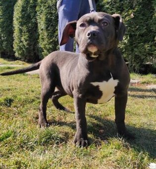 J&K bullys "ponúkame na predaj American bully XL