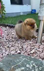 Pomeranian