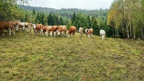 Predáme kvalitné hovädzie mäsko