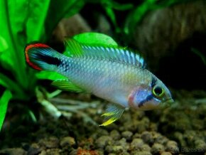 Apistogramma panduro