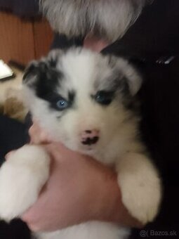 Border kólia blue merle