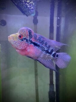 Samička Flowerhorn Super Red Dragon - 1