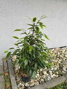 Ficus benjamina Anastasia