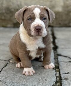 American Bully xl