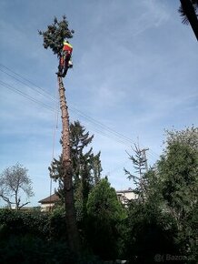 Orez a výrub stromov