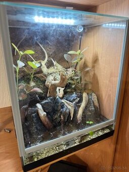 Darujem Terarium + kraby Geosesarma