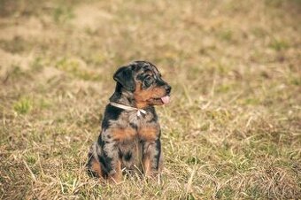 Beauceron s PP - 1