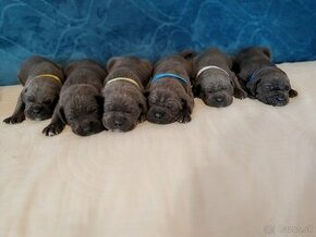 Cane corso šteniatka