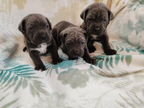 Cane corso šteniatka