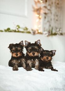 YORKSHIRE TERRIER s PP (FCI) rodokmeňom