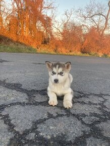 Šteniatko fenka sibírsky husky