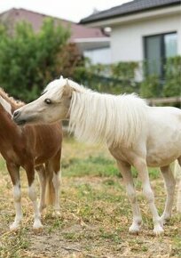 Minihorse na predaj - Showmer William