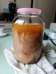 Čajová Huba Kombucha Scoby Kultúra Starter