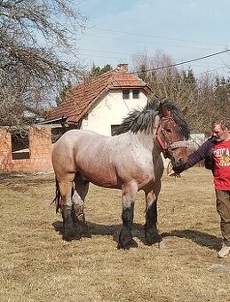 Predám zrebca