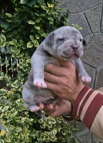 American bully xl