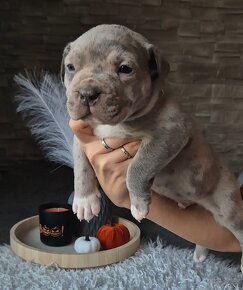 American bully xl