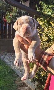 American bully xl