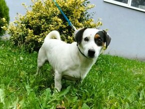 Darujem súrne psíka Nera - mix jack russel teriér