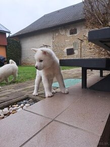 Predám šteniatka Akita inu.